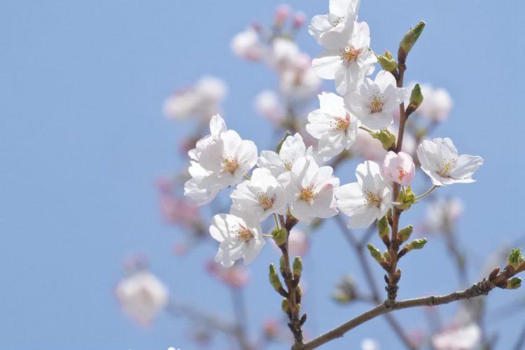 なとり復興桜　名取市　さくら